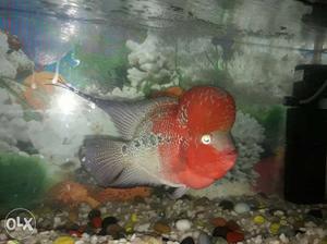 Red And Gray Flower\horn Fish
