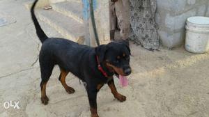 Retaviler female for sale 18month