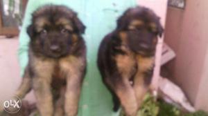 Rich black and tan pure German Shepherd Puppies