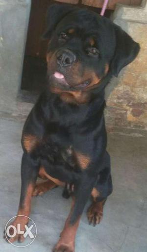 Rot male for sale 15 month