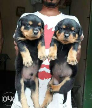 Rott puppy sale