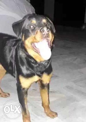 Rottweiler Male 1 Year Old 100% Pure