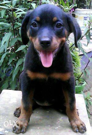 Rottweiler PureBred Female Pup for Sale