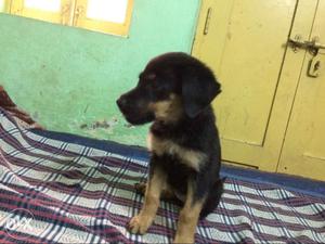 Rottweiller female puppy