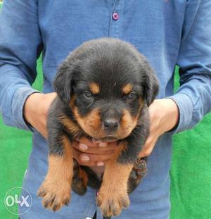 Rottwieler hi rottwieler pups Available