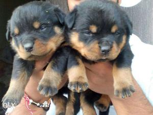 Rotweiler pure breed