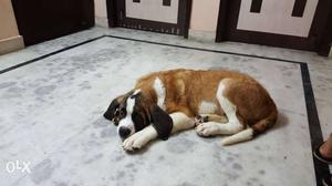 Saint bernard 3.5 month with papers with chip and