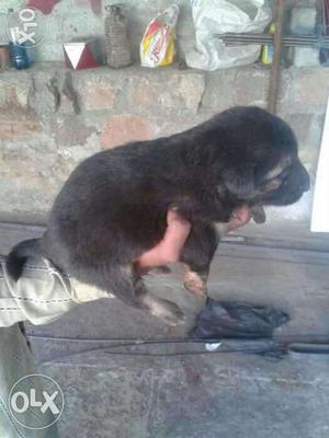 Sell dog german shepard puppy male price 