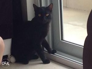 Semi Persian cat 8 months black