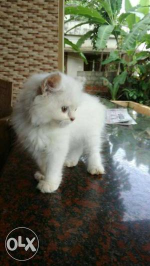 Semi punch White quality persian cat.kitten