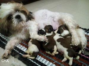 Shih Tzu male pups for sell in hoshiarpur