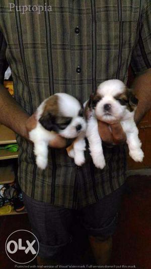 Shih Tzu puppies/dogs for sale find a cute companion in dogs