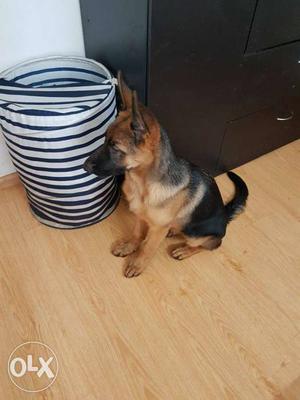 Show Quality German Shepherd home bred male puppy