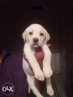 Show Quality Labrador retriever puppies available