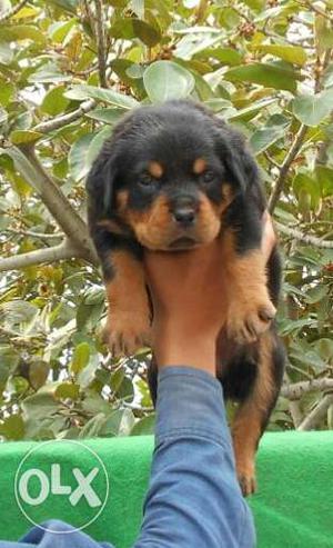 Show breed rottwieler pup's available