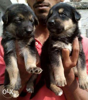 Show quality German Shepherd puppies sell in suprime kennel