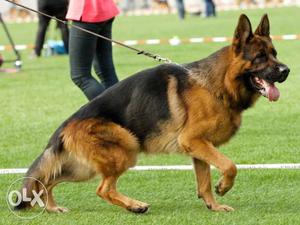 Show quality German shepherd 8 months old male