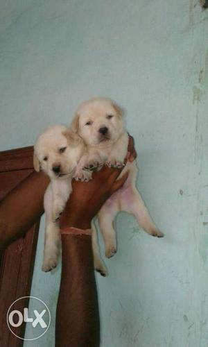 Show quality Golden Labrador male and female