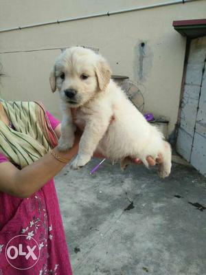Show quality Labrador Golden &rott puppy sell