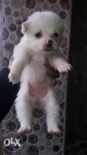 Show quality Pomerian Spitz male and female puppies avilable