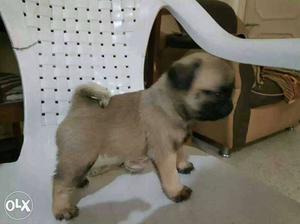 Show quality Pug Puppies for sale