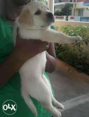 Show quality hevay size Labrador Puppy available