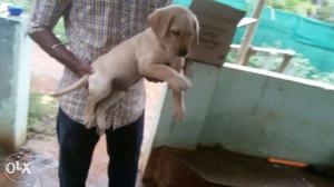 Show quality hevay size lab male puppys available