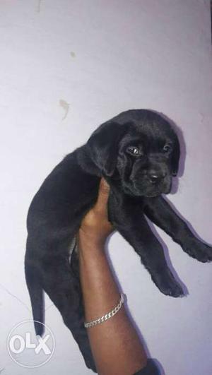 Show quality lab puppys available