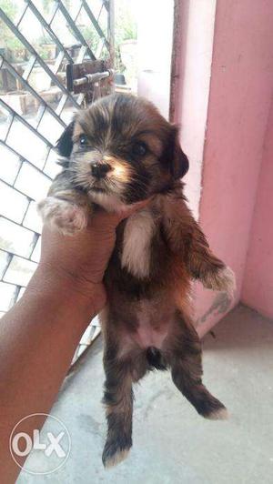 Show quality lhasa apso male and female puppies avilable