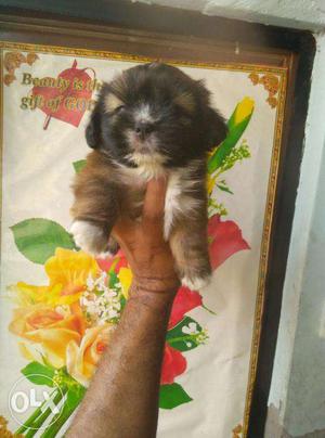 Show quality lhasa apso puppies avilable in Bhatia Pet House