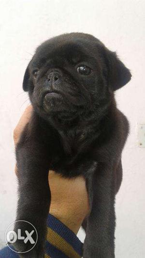 Show quality pug puppies avilable in suprime kennel