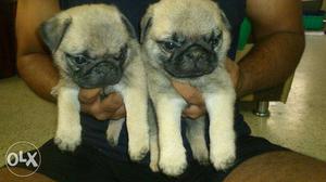 Show quality pug puppies with kci papers for sale