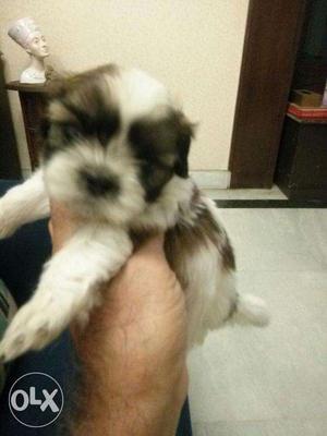 Show quality shihtzu male female puppies avilable