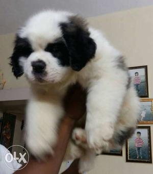 Small Coated Black And White Puppy