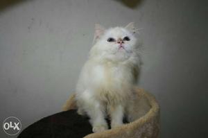 Snow White Persian Kitten 2 Month With Blue Eyes.100% pure
