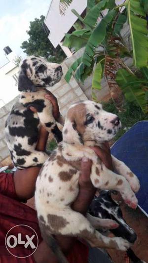 Super quality blood line great dane puppies with