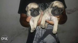 Super quality pug puppies available