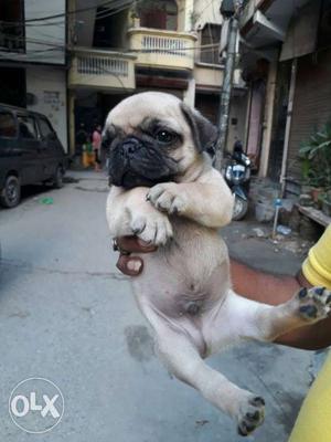 Super quilaty pug male for sale