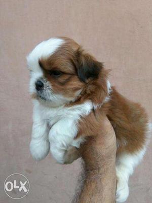Suprime Kennel sell in top quality shihtzu puppies