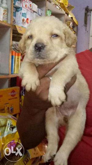 Suprime Kennel sell top quality golden labrador puppies