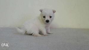 Suprime kennale sell in show quality pomerian spitz puppies