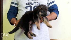 Suprime kennel sell german shepherd puppies