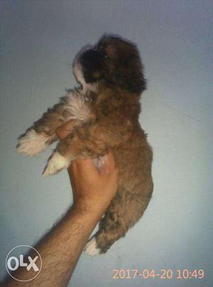 Suprime kennel sell lhasa apso puppies