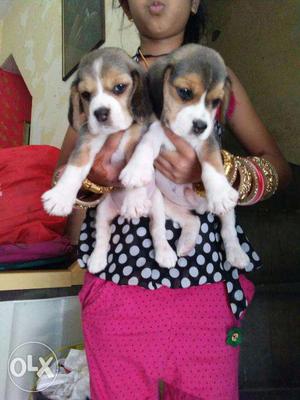 Suprime kennel sell tri color beagle puppies