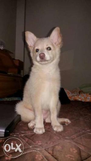 Tan and white indian female spitz breed puppy.