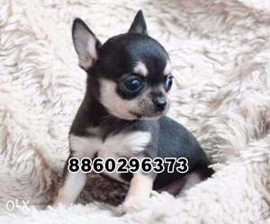 Tea cup size chihuahua booking open