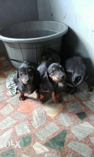 Three Black And Brown Dachshund