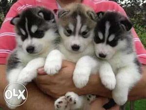 Three Siberian Husky Puppies