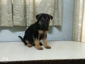Tiwari kennel GSD pups available signal coat male