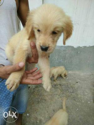 Tiwari kennel Golden retriever pups available for